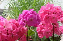 Pelargonien