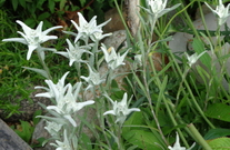 Eselweiss