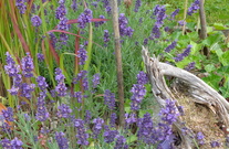 Lavendel
