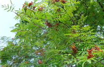 Vogelbeeren