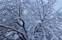Juhu Winter