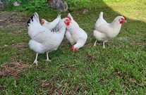 Unsere glücklichen Freilandhühner, Erna, Frieda Berta und Trudi