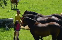 Unsere 3 Norikerpferd, Lora, Nora und Sanie