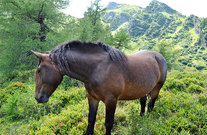 Auch unsere Noriker-Pferde sind auf Sommerfrische!