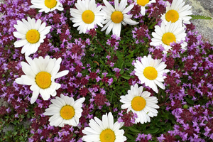 Blumenherzerl