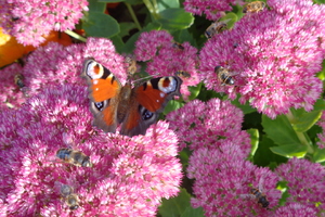 Bienen und Schmetterling