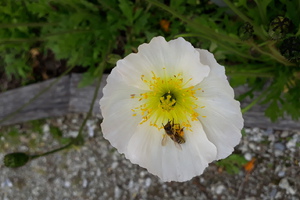 Sum, sum, sum, Bienlein sum herum....